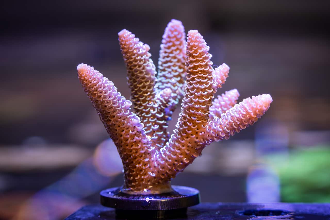 - Macro shots - Living Coral Biobank 
