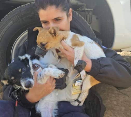 cfi-dumped-puppies-inbody1.jpg