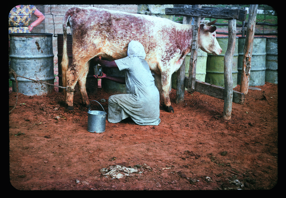 &#39;I show&#39;em about milk&#39;, Hermannsburg. (Image: Courtesy of Strehlow Research)