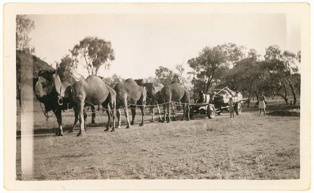 &#39;Walk &#39;em all the way from Alice Springs&#39;, camel team near St Mary&#39;s Hostel, Alice Springs. (Image: NTAS)