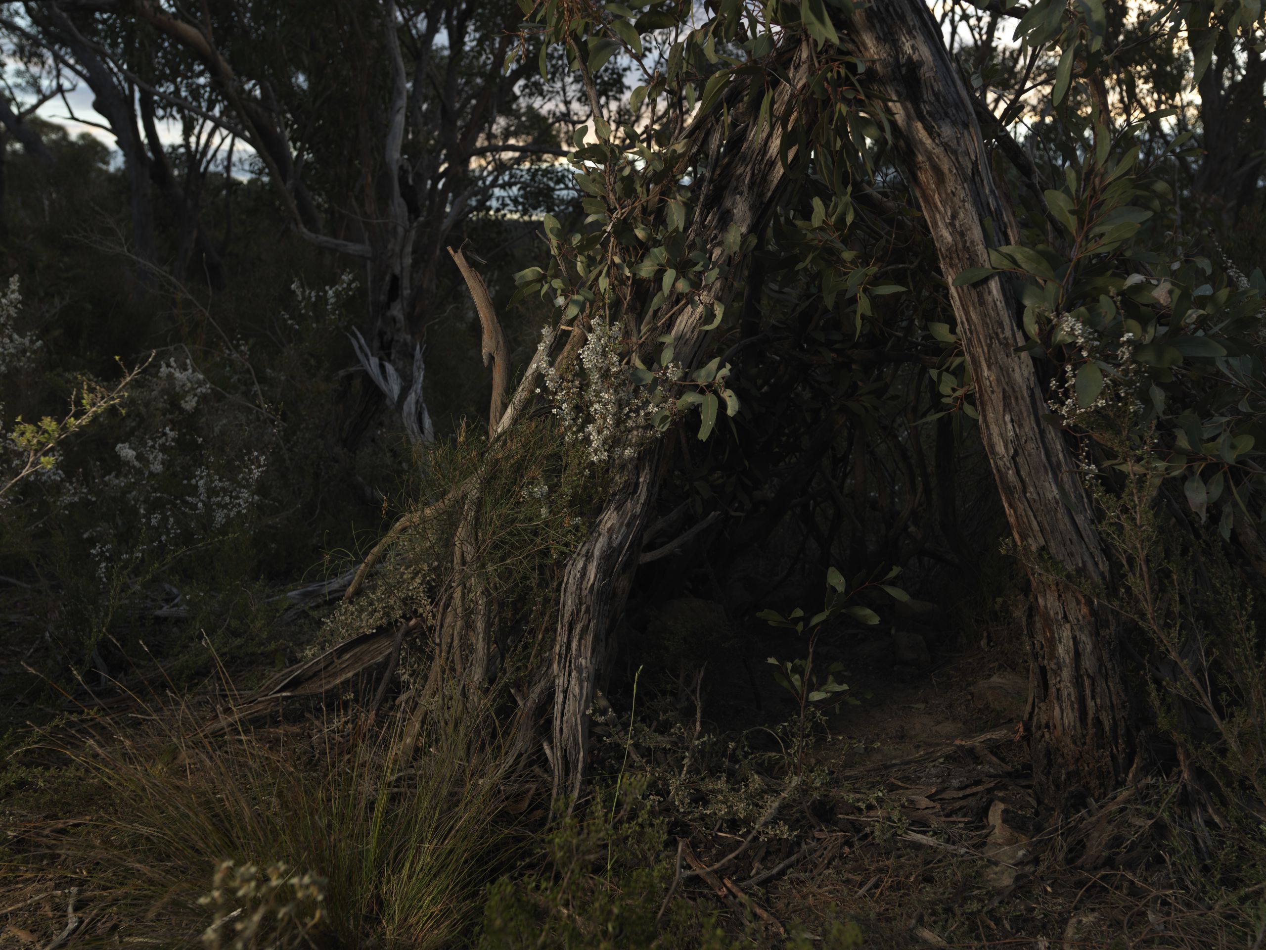 On the second night Wendy "made a bit of a house to sleep in." Image: Tamara Dean