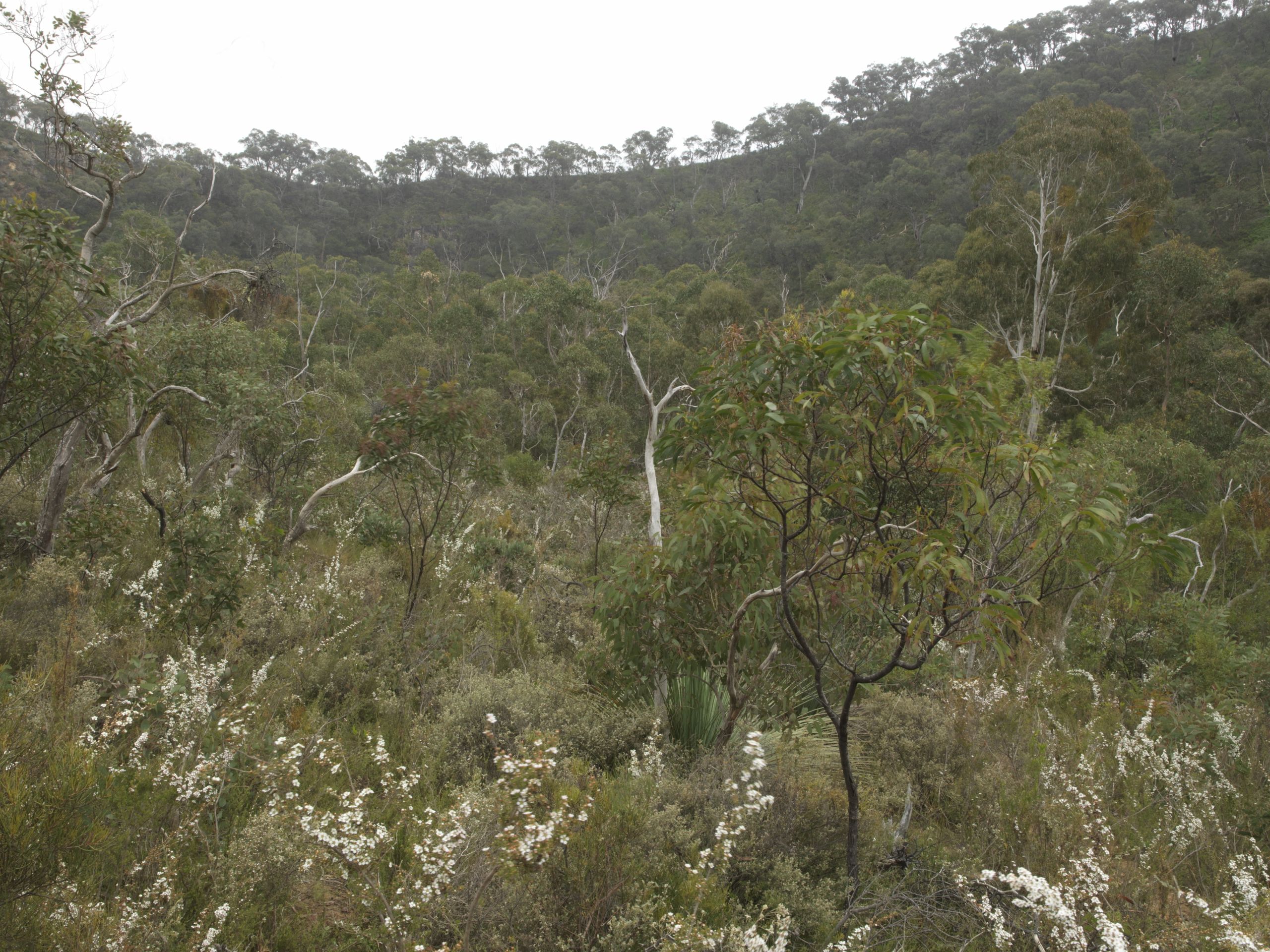 The ridge that Wendy walked through. Image: Tamara Dean.
