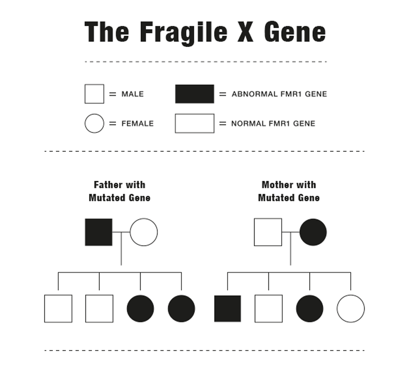 The Fragile X gene abnormality is transferred from a symptom-free parent to some children. The Fragile X gene abnormality is transferred from a symptom-free parent to some children.