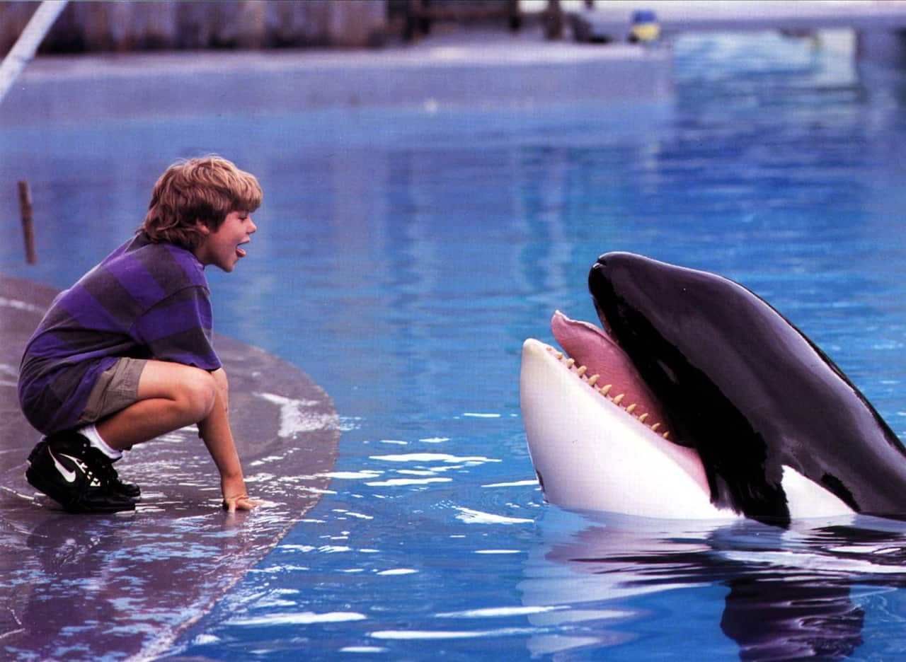 A screengrab from the film Free Willy, which shows a yound boy crouching by an orca in a pool. They are both poking out their tongues.