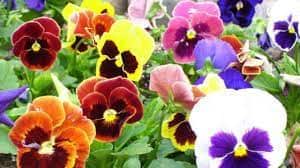 pansies.jpg