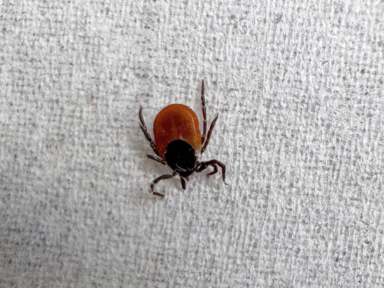 A close-up photo of a tick on a white background.