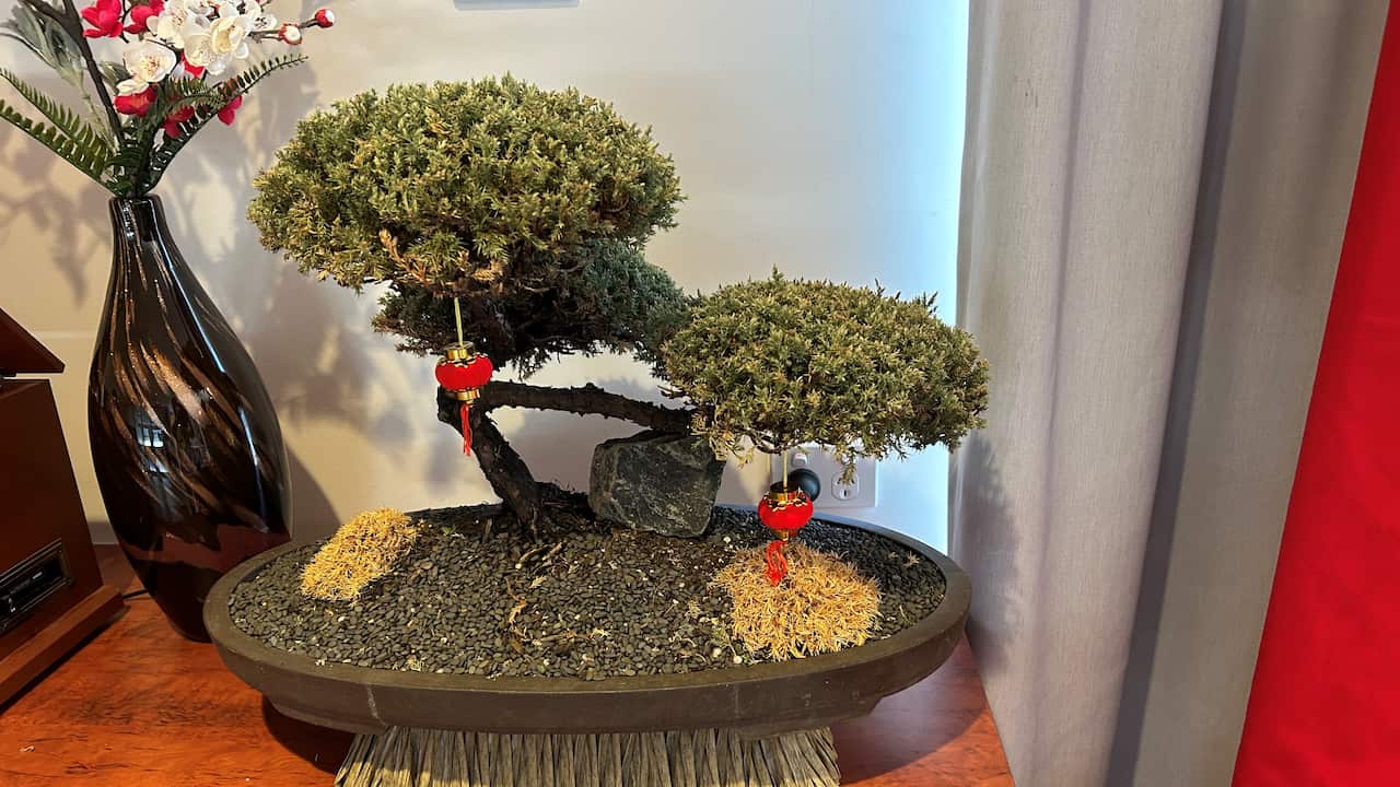 Một chút hương vị bonsai.jpeg
