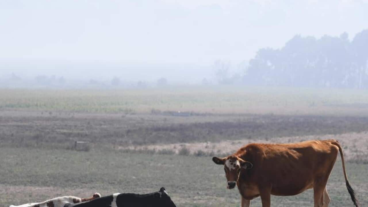Smoke is seen from a peat fire near Cobden