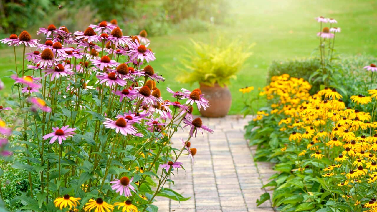 Beautiful summer garden flower border with Echinacea purpurea, Rudbeckia yellow coneflowers