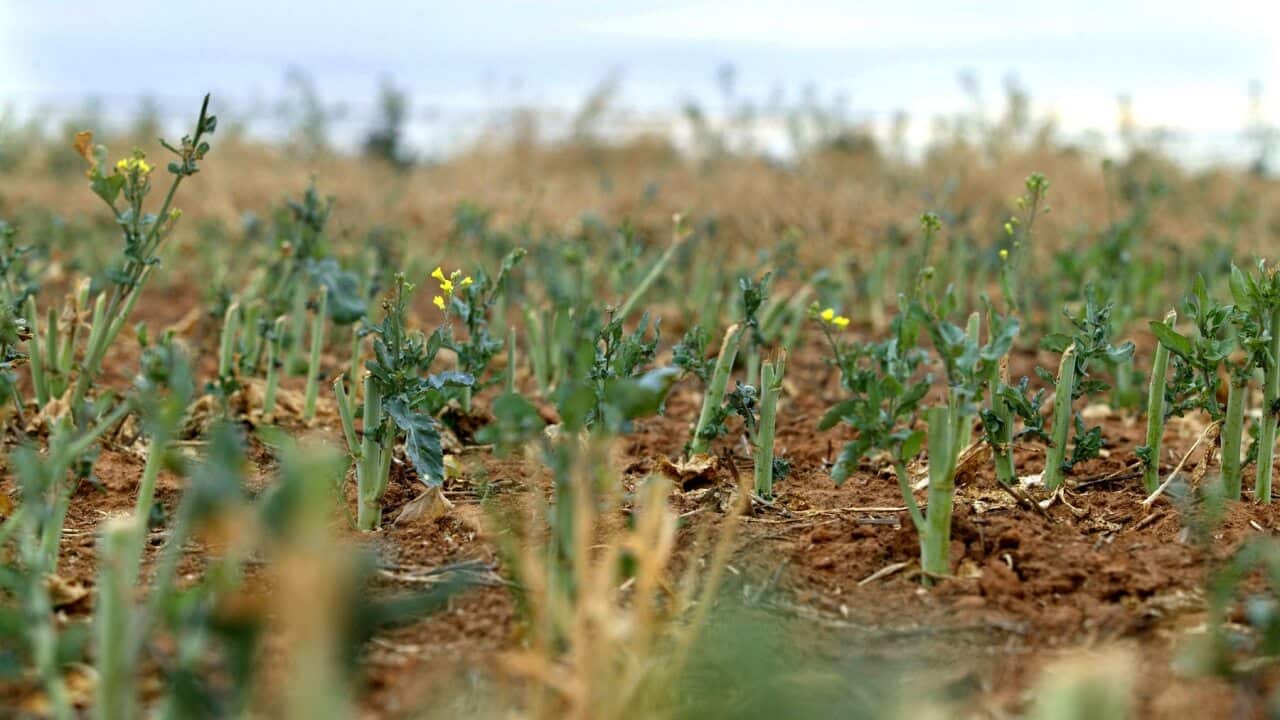 GM canola crops growing on a farm in Victoria