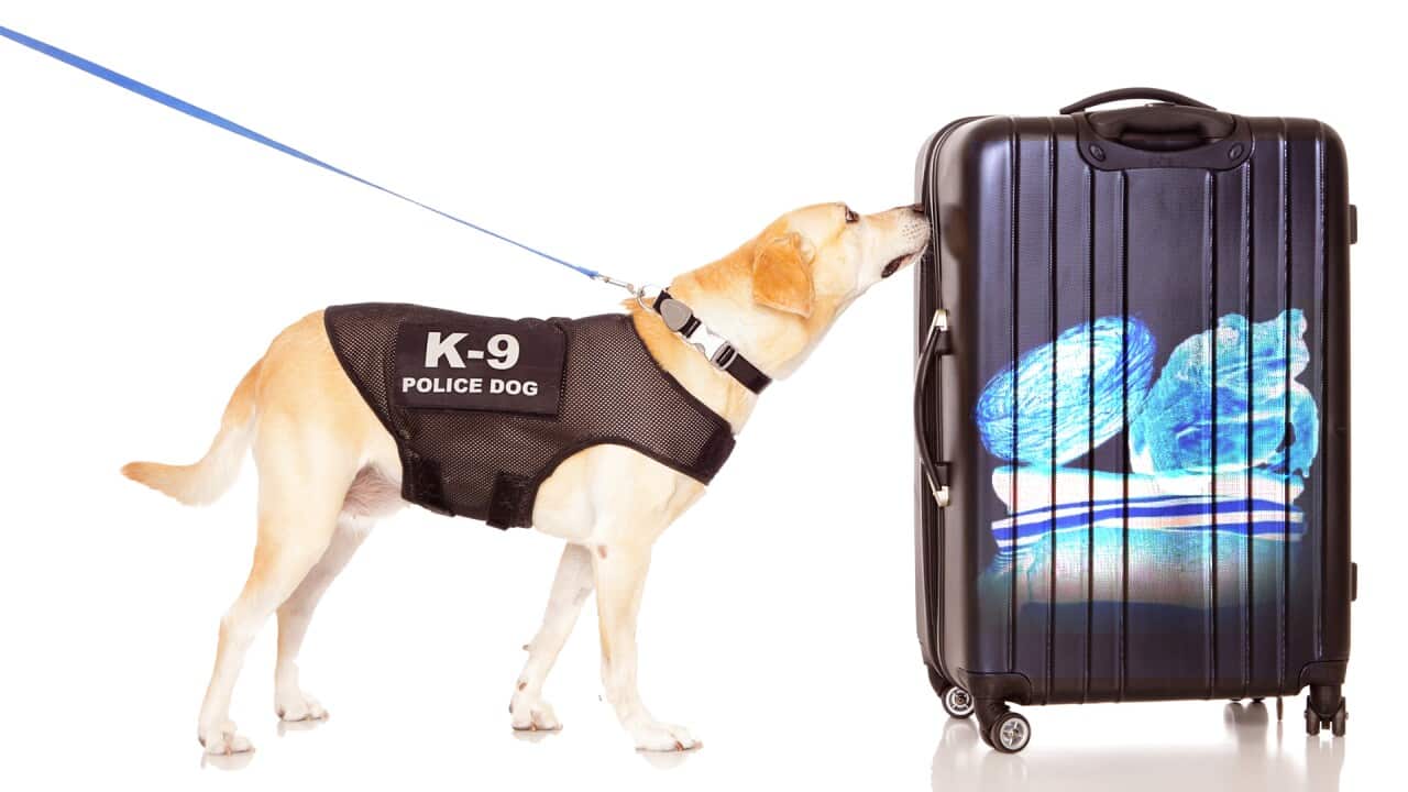 BioSecurity Dog.jpg