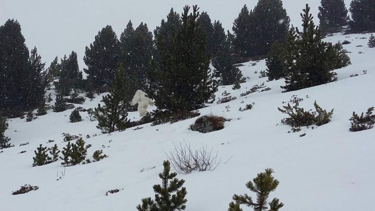 Is it a yeti? or just a person in costume?