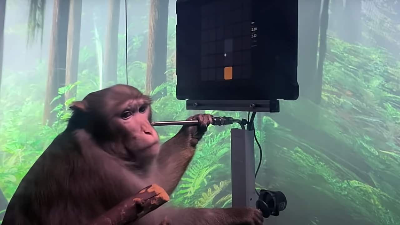 Neuralink’s monkey can play Pong with its mind. Imagine what humans could do with the same technology