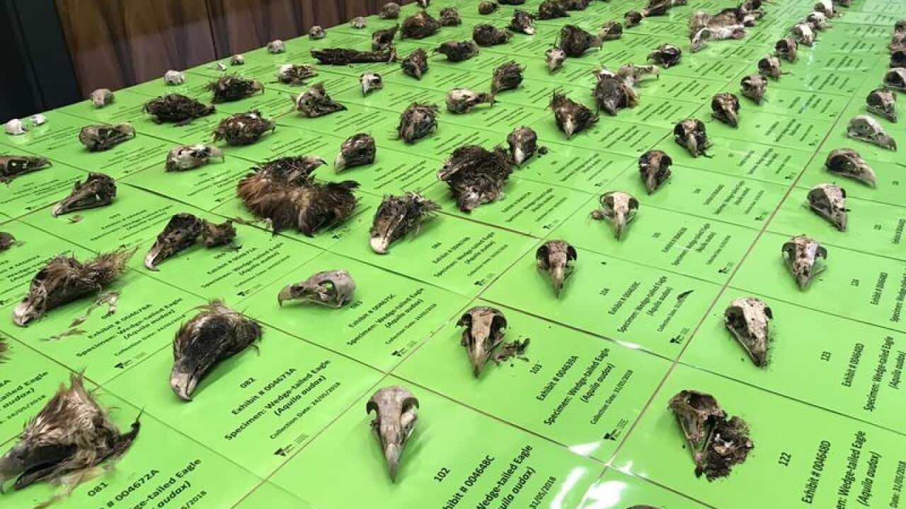 some of the 136 wedge-tailed eagle carcasses