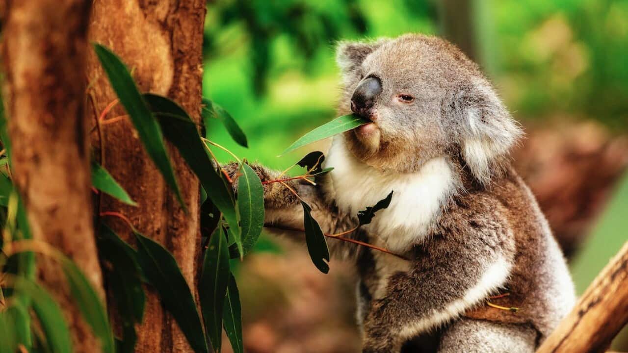 Koala pexels-photo-5342830 Robert Stokoe.jpeg