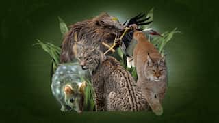 Various animals on a green background, with green leaves between them. The animals are an eastern quoll, Iberian lynx, Eurasian lynx, white stork and beaver.