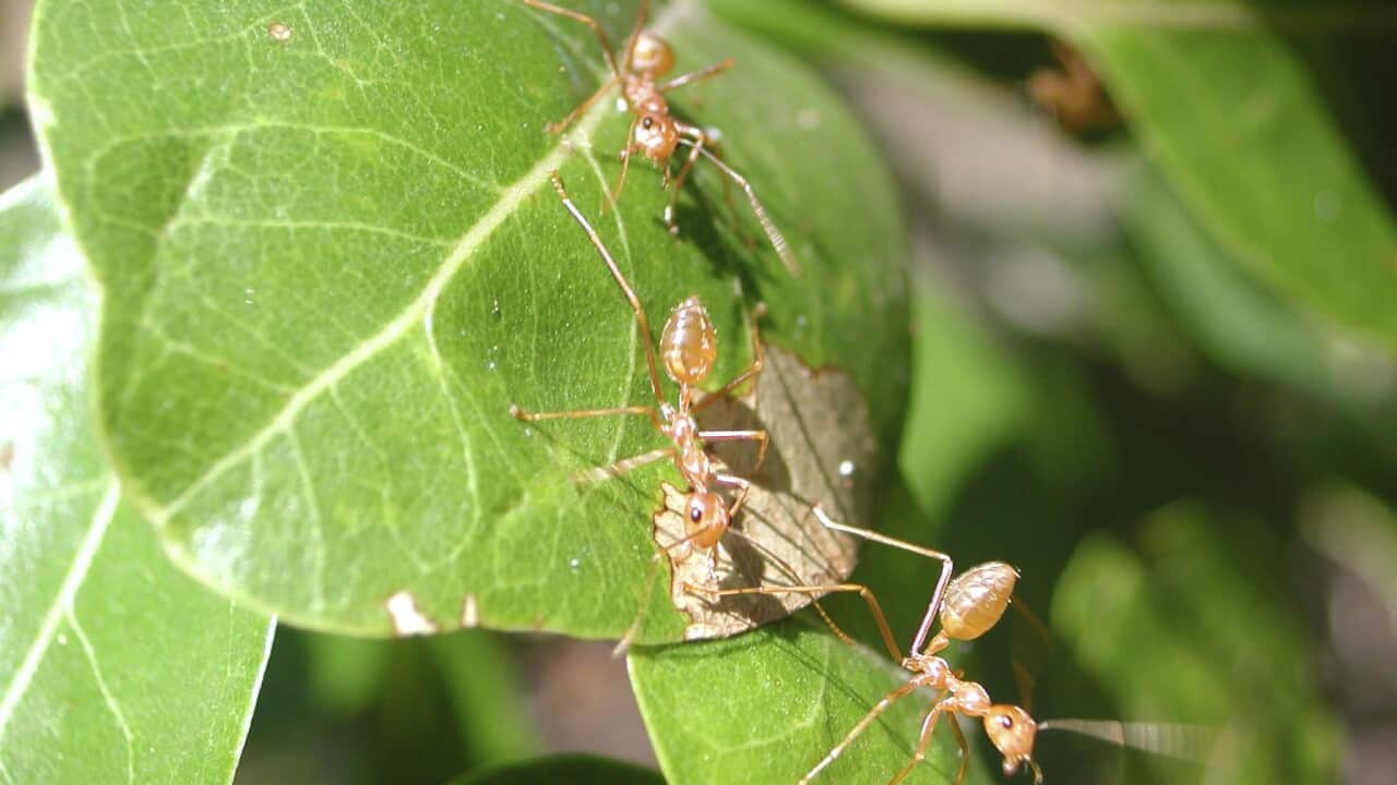Supplied photo released Monday, Feb. 25, 2008 of a yellow crazy ant (Anoplolepis gracilipes) in the Northern Territory. The yellow crazy ant is one of several invasive ant species currently threatening native ants in the Northern Territory region. (AAP Im