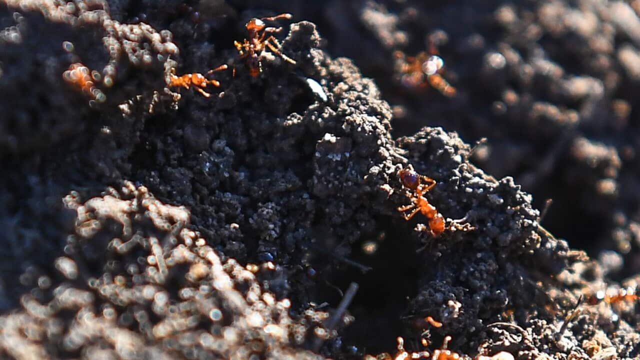 Fire ants on a mound of dirt.