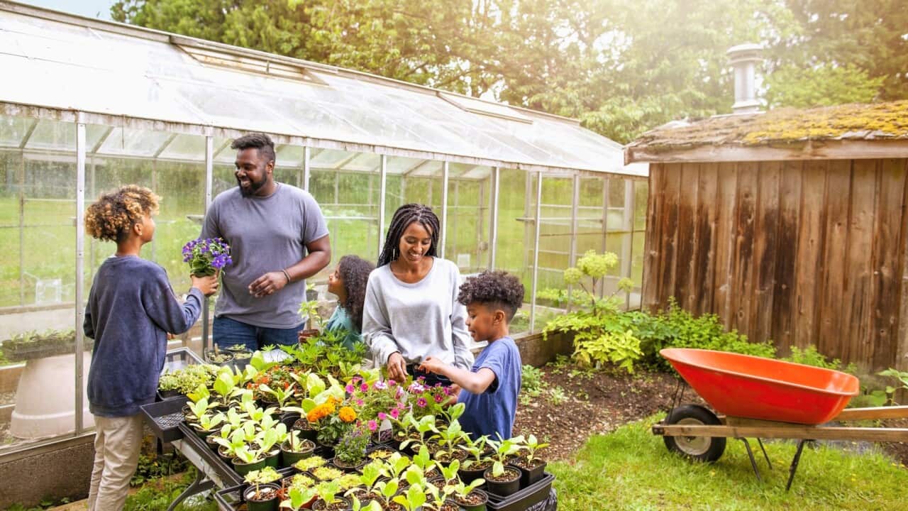 African-American family with three children working together at backyard plant nursery