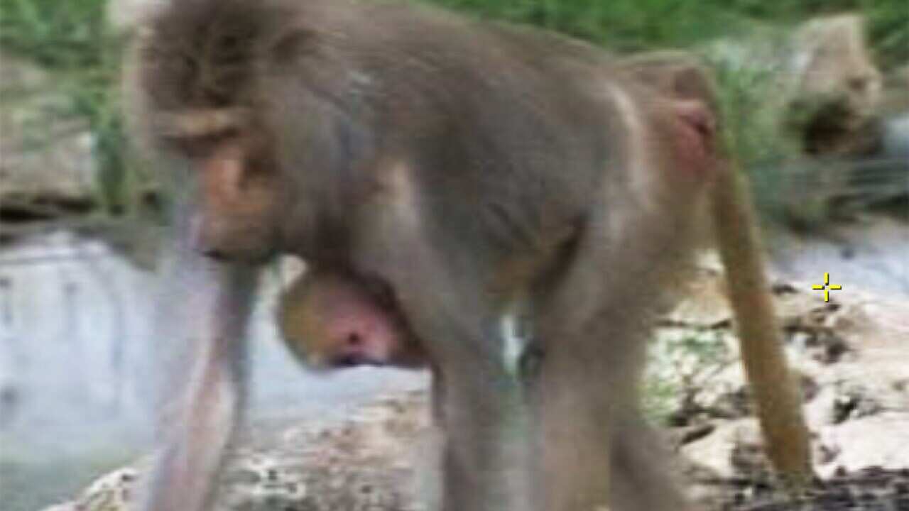 baboon_b_ginger_110204_ap__1291310042