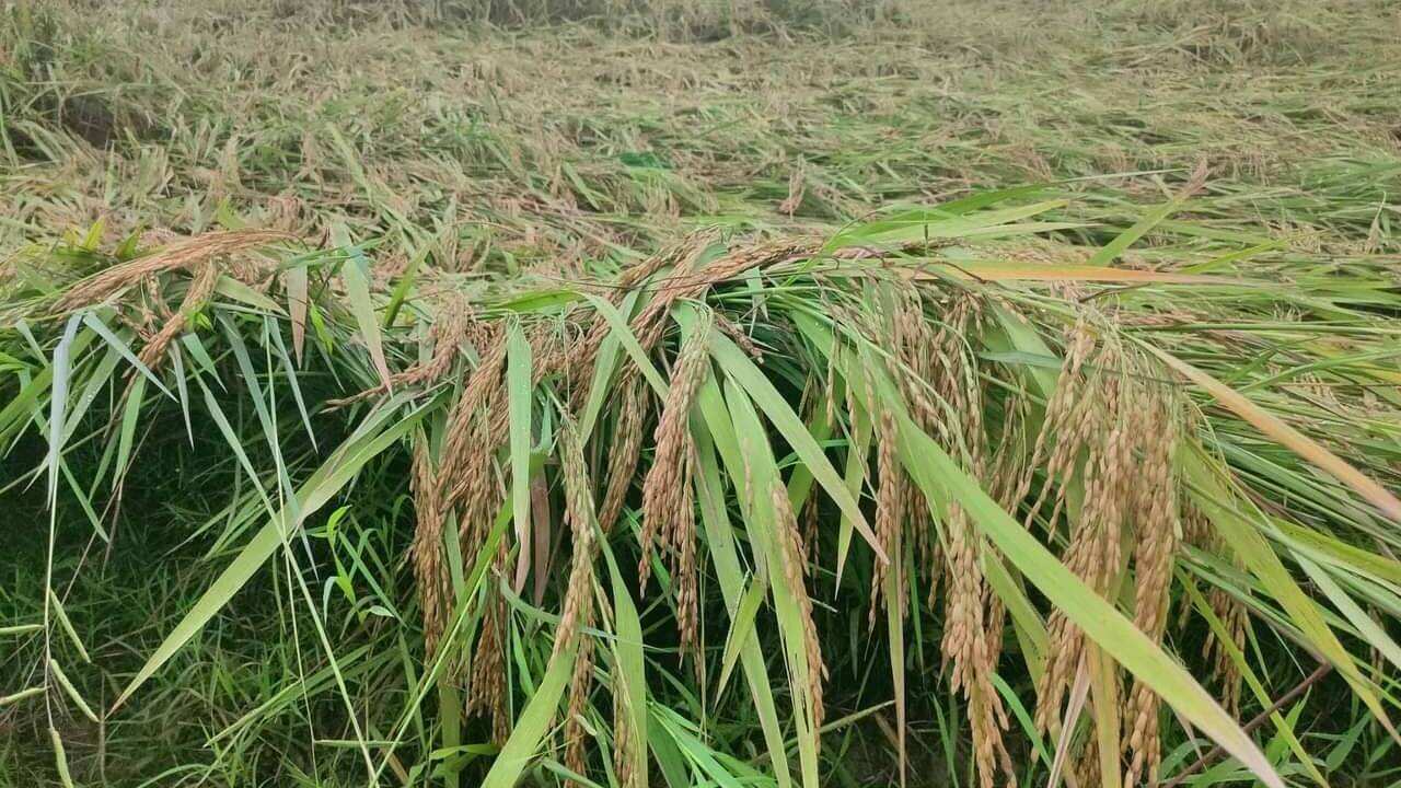 Damage in Agriculture in the Philippines