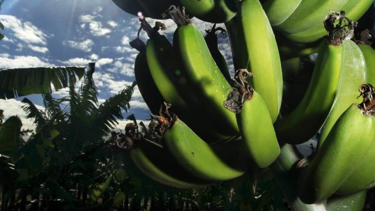 Banana crops in North Queensland