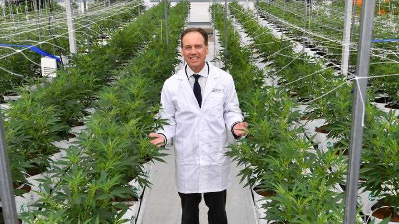 Health Minister Greg Hunt inspects cannabis plants at the opening of Medifarm on the Sunshine Coast.