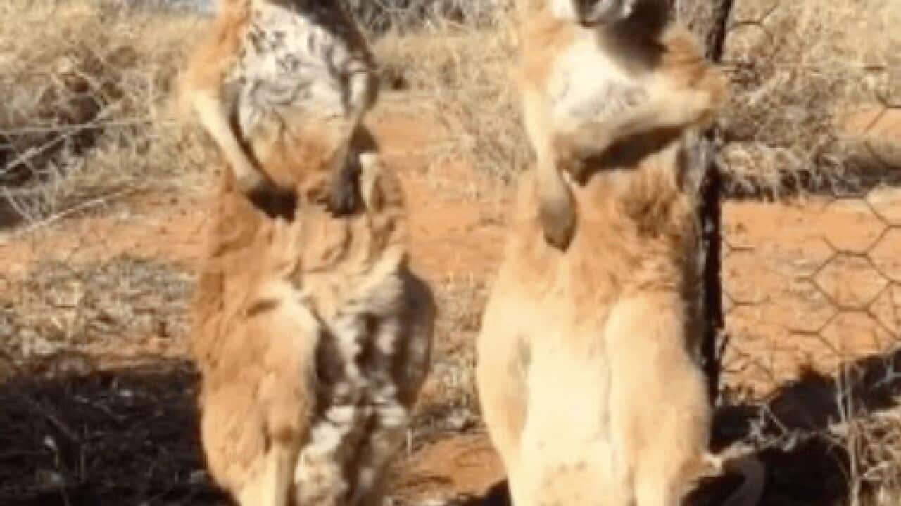 les Kangourous se grattent