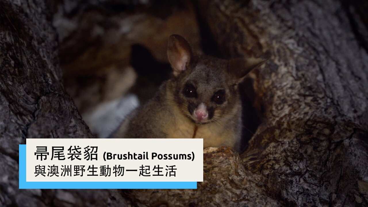 帚尾袋貂 | 與澳洲野生動物一起生活 | SBS Chinese
