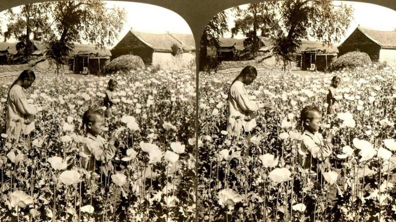 the poppy fields of old China