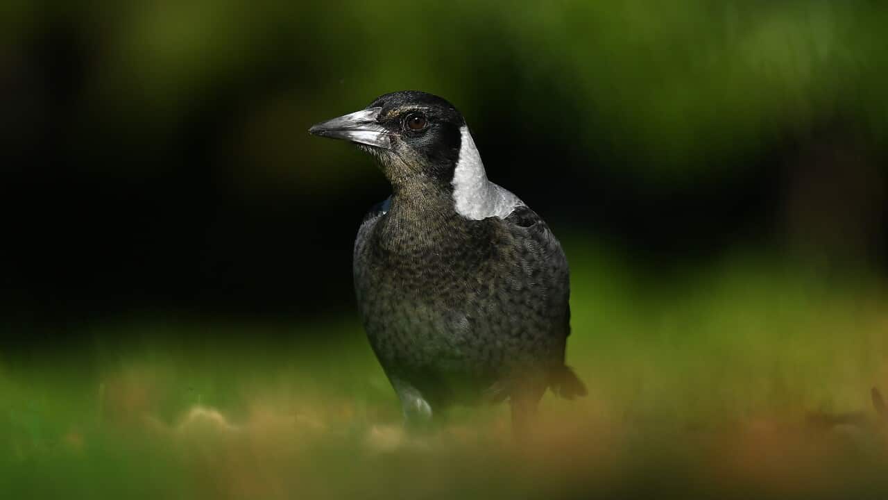 MAGPIE STOCK