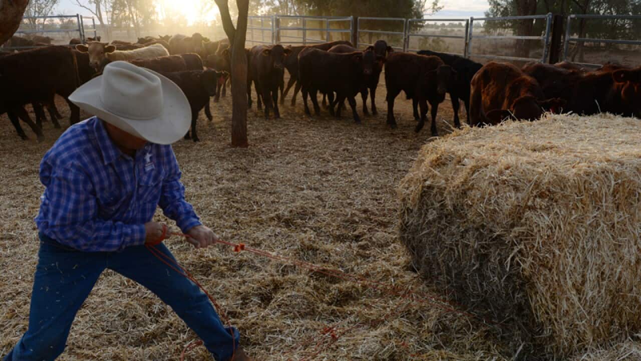 A farmer opens a bale of hay