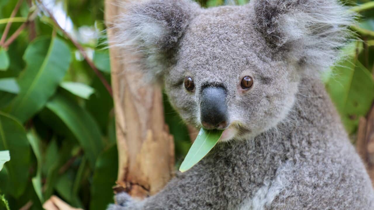 Koala Joey's Enjoy First Day At Koala Pre-School