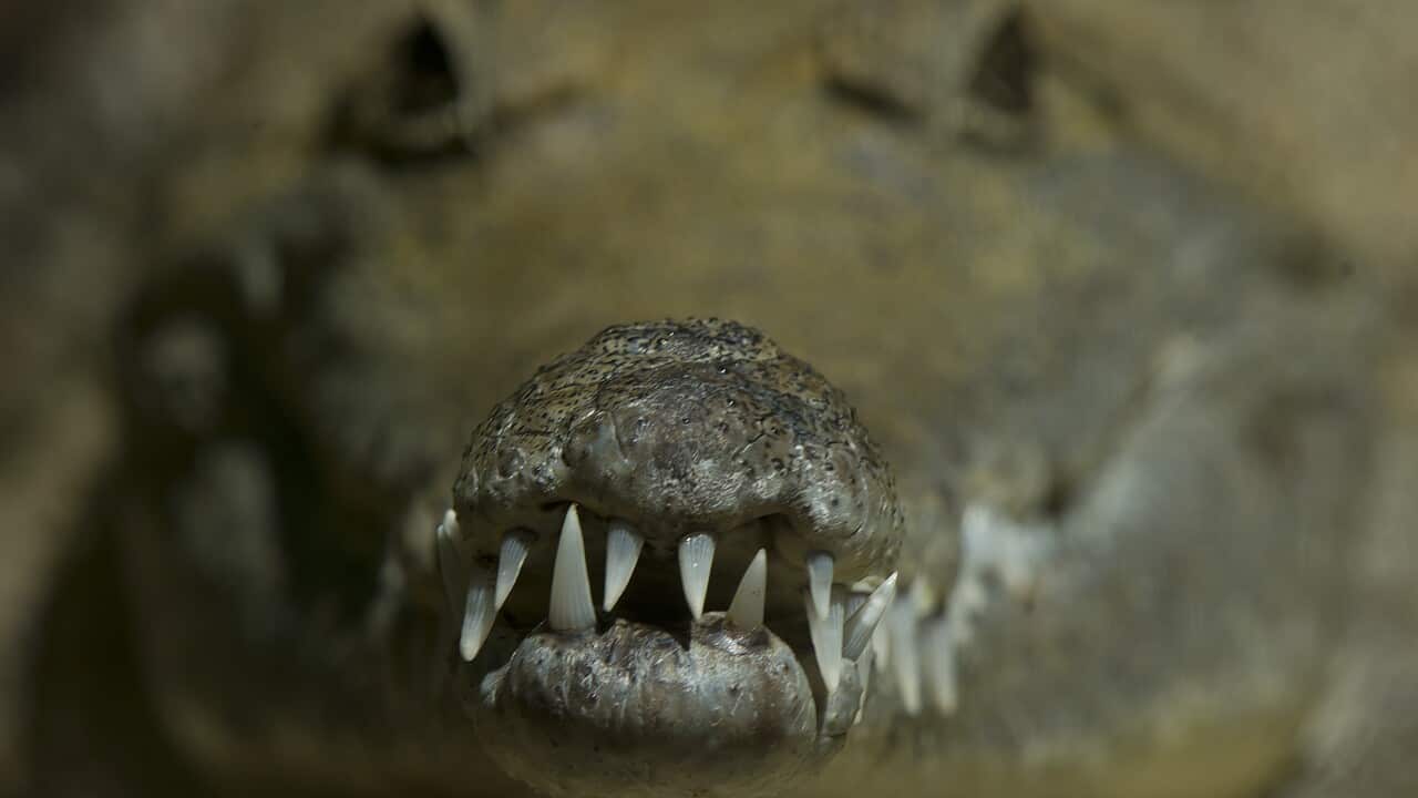 A freshwater crocodile is seen at the Currumbin Wildlife Sanctuary on the Gold Coast, Wednesday, Sep. 11, 2013. Freshwater crocodiles are not known as man-eaters and rarely cause fatalities, although they will bite in self-defense if cornered. (AAP) 