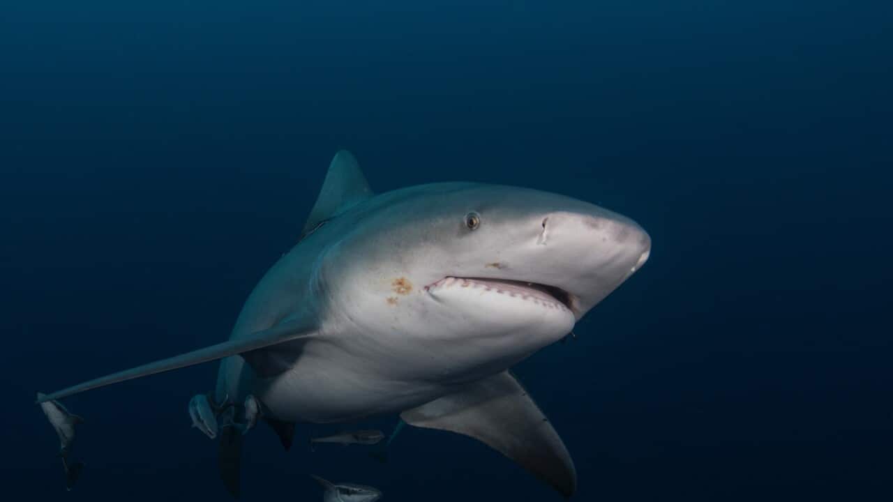 Bull Shark swims in gloomy conditions offshore Jupiter, Florida