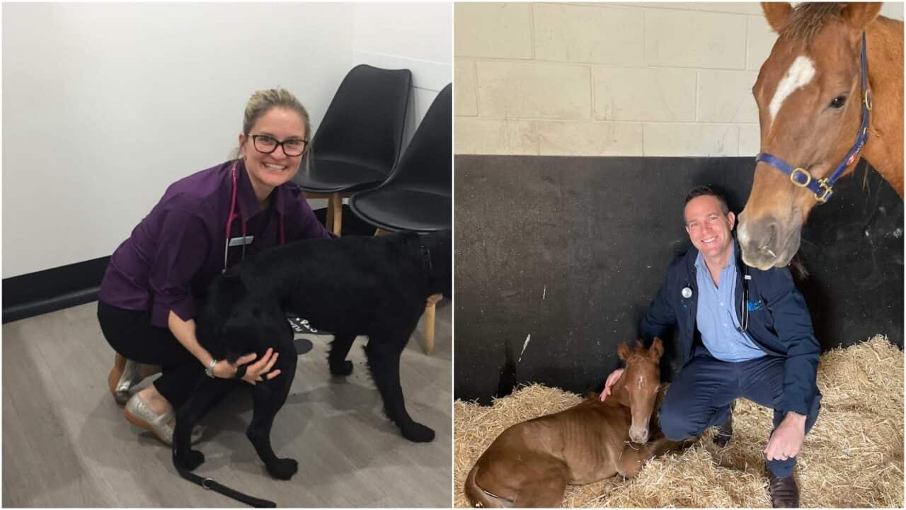 Veterinarians Dr Anne Rainbow and Dr Garnett Hall.