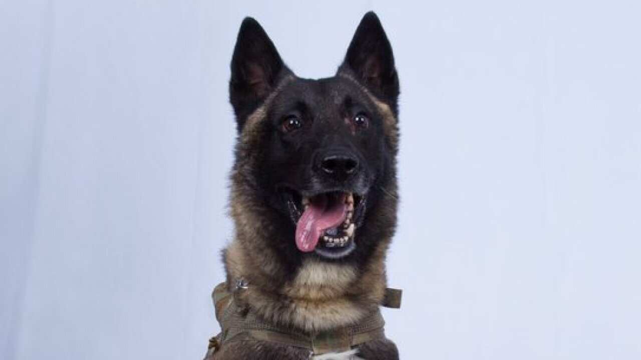 US President Donald Trump has shared an image of a dog that was wounded in the al-Baghdadi raid.