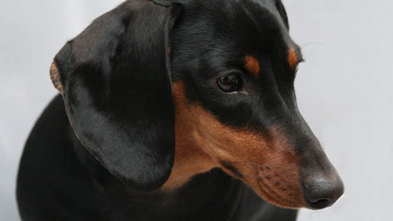 hund lockdown coronavirus heimtier haustier vier pfoten