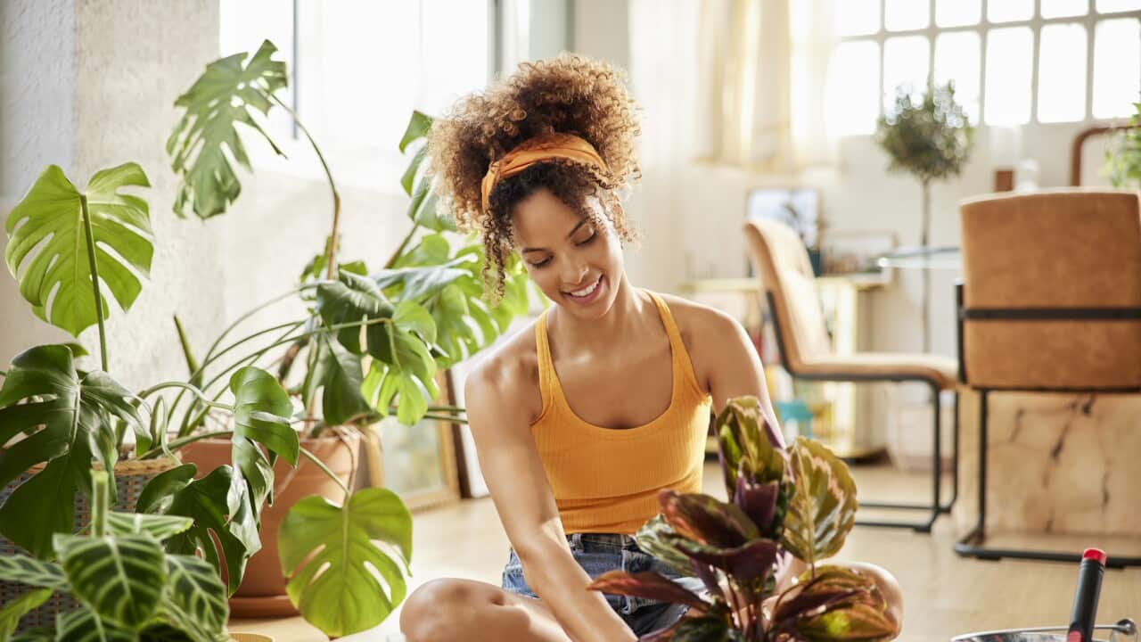 Woman With Curly Hair Planting In Living Room