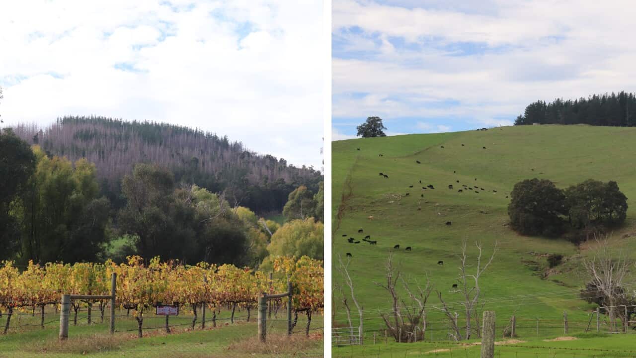 Nannup - An old city famous for woodwork in Western Australia: SBS Sinhala Radio Journey to remote Australia