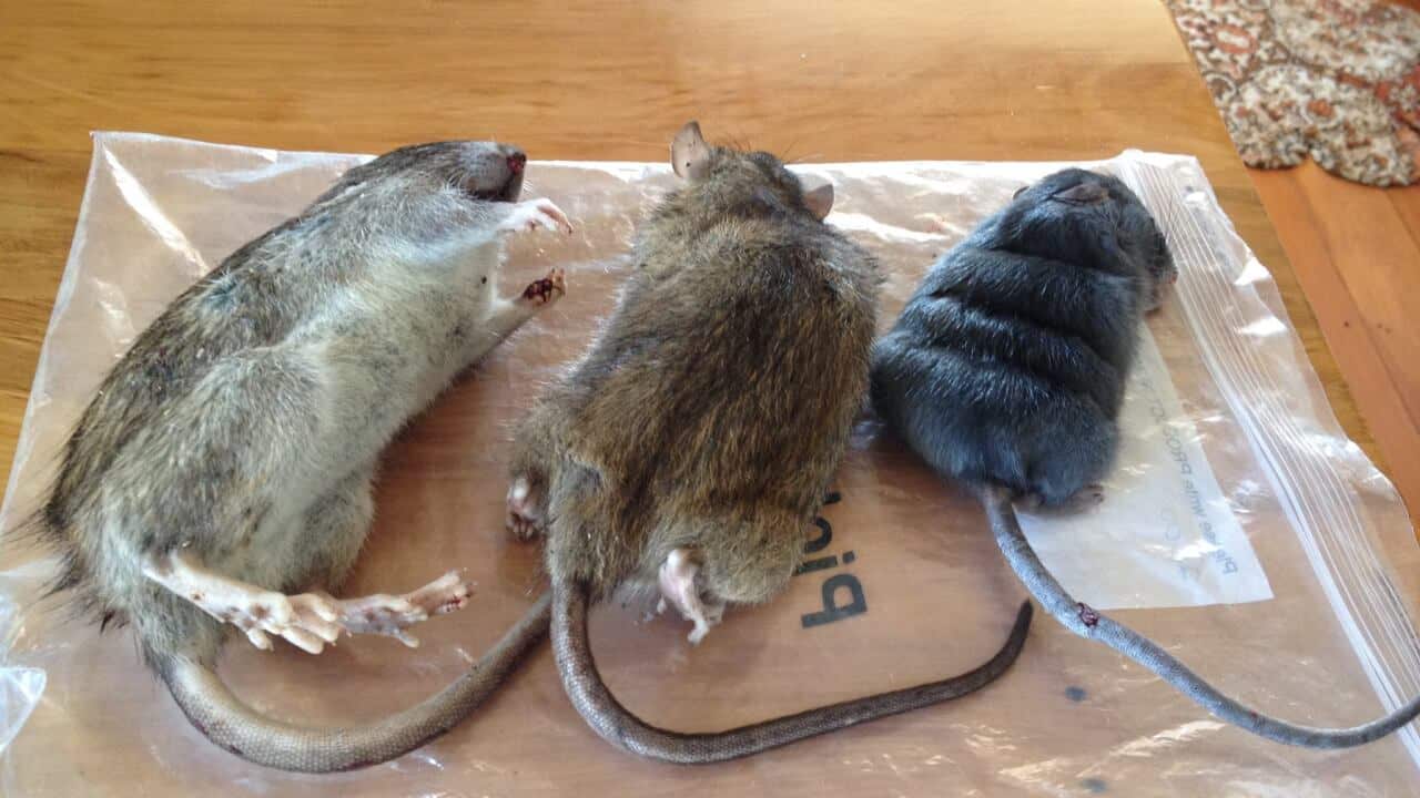 Rats_140422_sp.jpg