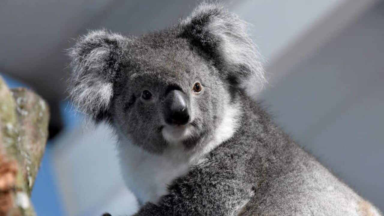 Koala
