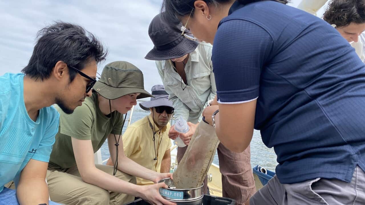 Dr Khay Fong collecting samples from Sydney Harbour (SBS A O'Brien).