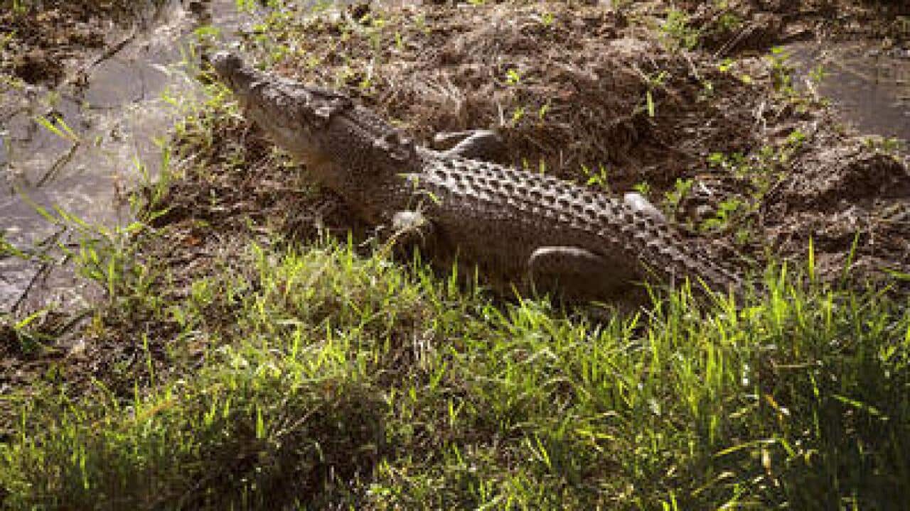 A saltwater crocodile in the Northern Territory's Mary River wetlands