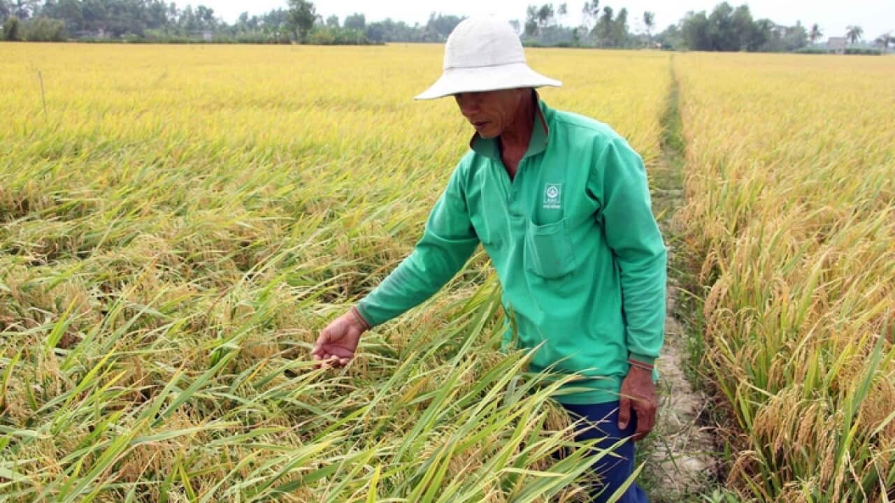 A Vietnamese farmer on a rice field in Mekong Delta, Vietnam