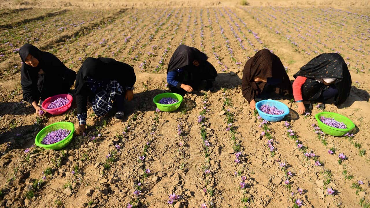 AFGHANISTAN-SAFFRON-DROUGHT