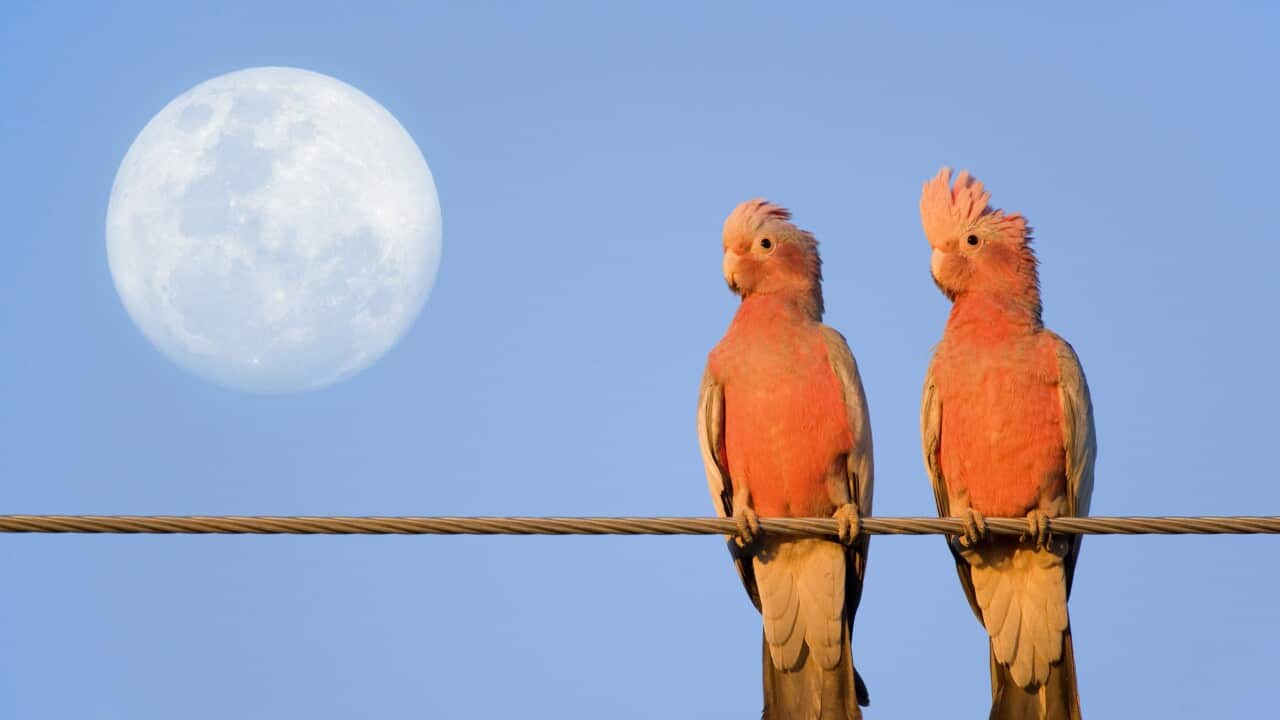 Galah - a pair of Galahs in love sit on a rope with