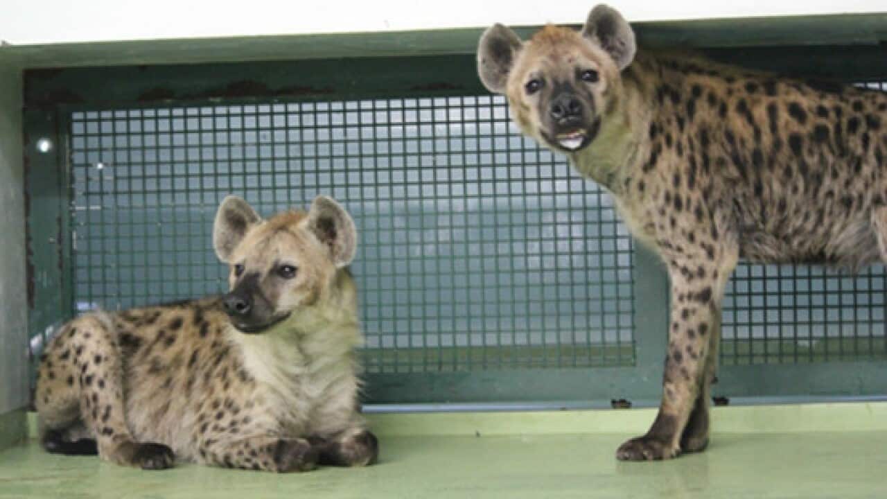 A Japanese zoo recently discovered the hyenas in their breeding program, Kami and Kamutori were both male. (Sapporo Maruyama Zoo)