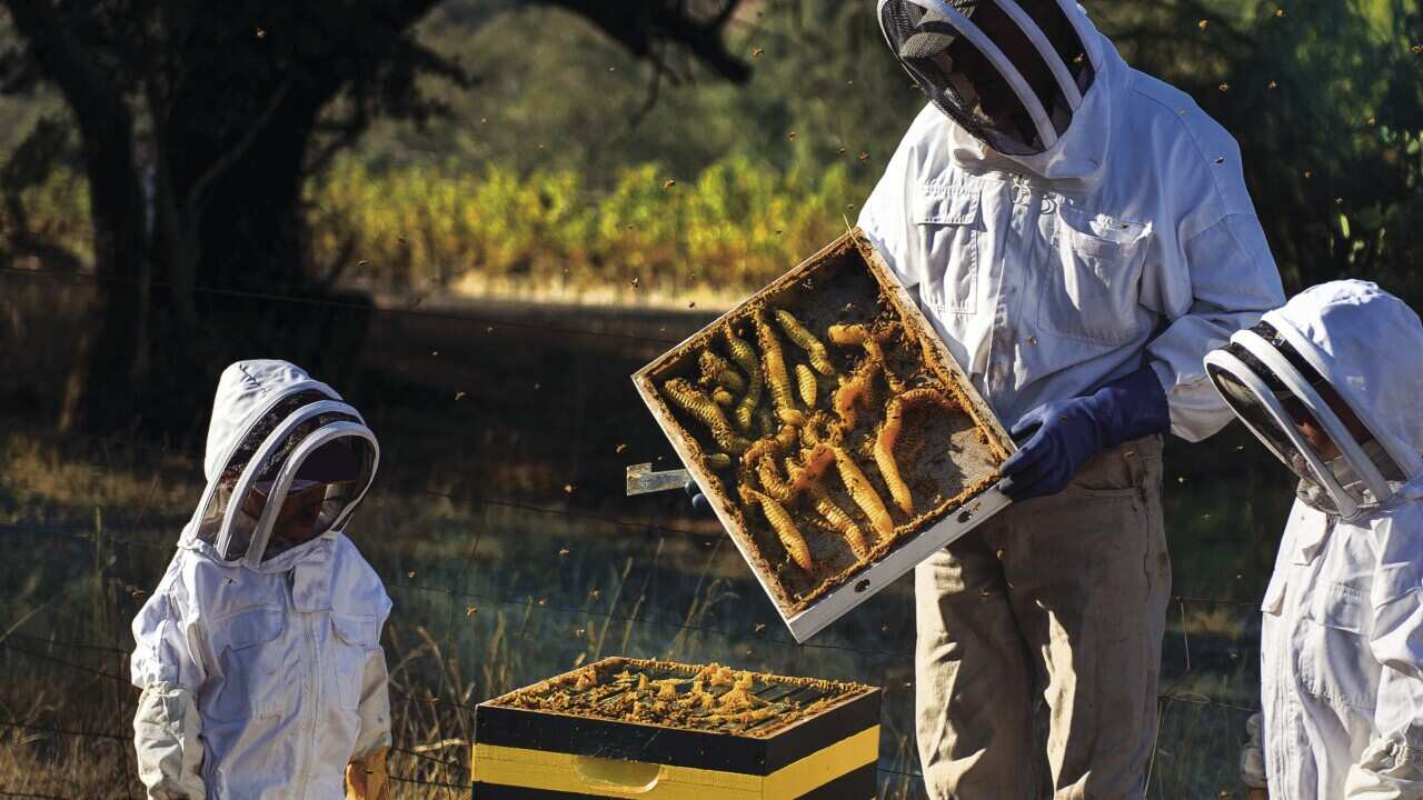 A beehive opened and examined in Orange