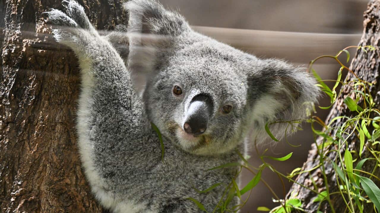 A koala with beady eyes and a black nose, two furry ears, and claws.